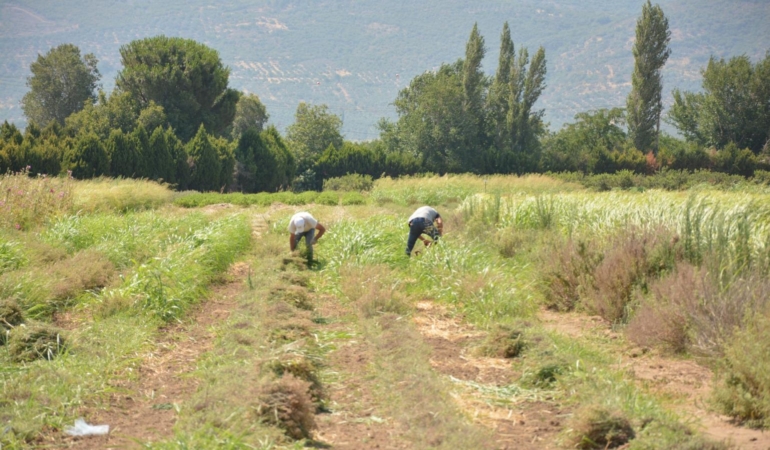 BAÇEM YETİŞTİRDİĞİ BİTKİLERLE BİTKİ BİLİMİNE ÖRNEK OLUYOR