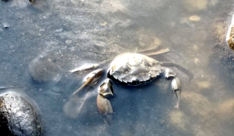 “MAVİ YENGEÇLER TEHLİKE ALTINDA!”