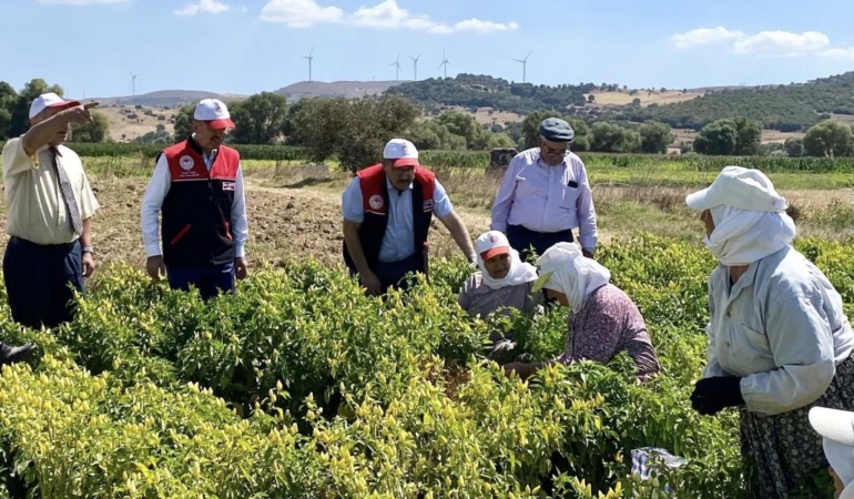 DELİKTAŞ’TA HASAT ZAMANI