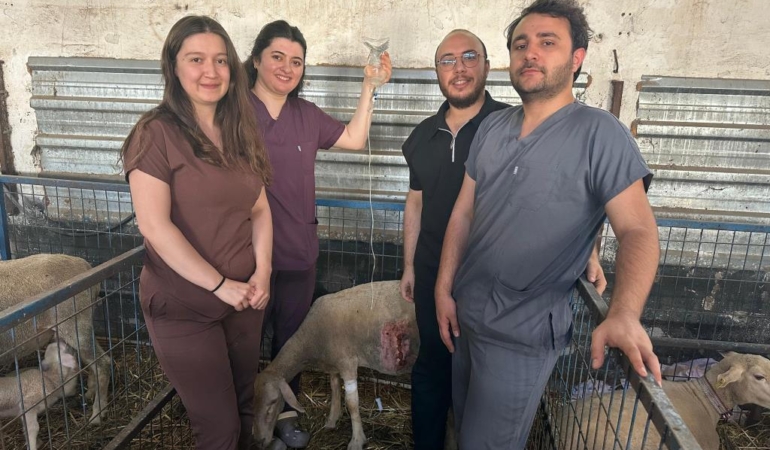 KOYUNLARDA SEZARYENLE DOĞUM ORANI ARTIYOR