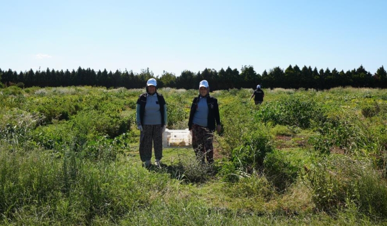 BALIKESİR BÜYÜKŞEHİR BELEDİYESİ,TARIMI YEREL TOHUMLARLA GELECEK NESİLLERE AKTARIYOR