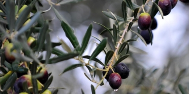 zeytin-agaci-aa-1780013