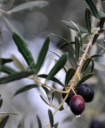 zeytin-agaci-aa-1780013