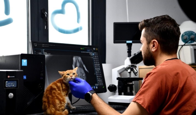 BALIKESİR’DE CAN DOSTLAR BÜYÜKŞEHİR ELİYLE GÜVENDE