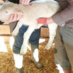 +++ 5 ŞAP AŞILAMASI-16x9_102