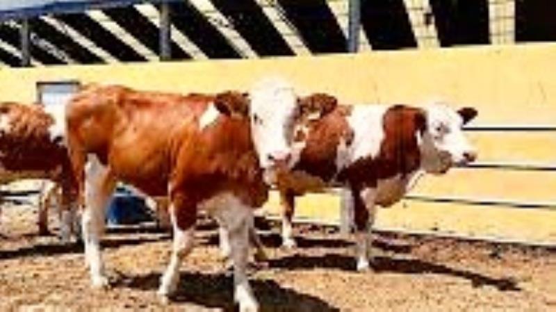 ++ 6 BESİLİK HAYVAN İTHALATI-16x9_069