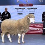 ++ 2 DAMIZLIK KOÇ SATIŞI-16x9_033