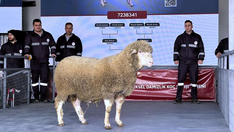 ++ 2 DAMIZLIK KOÇ SATIŞI-16x9_033