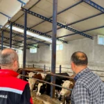 Balıkesir'de Kurban Bayramı Öncesi Sıkı Hayvancılık Denetimi