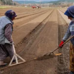 Balıkesir'de Milyonlarca Tohum Toprakla Buluşuyor