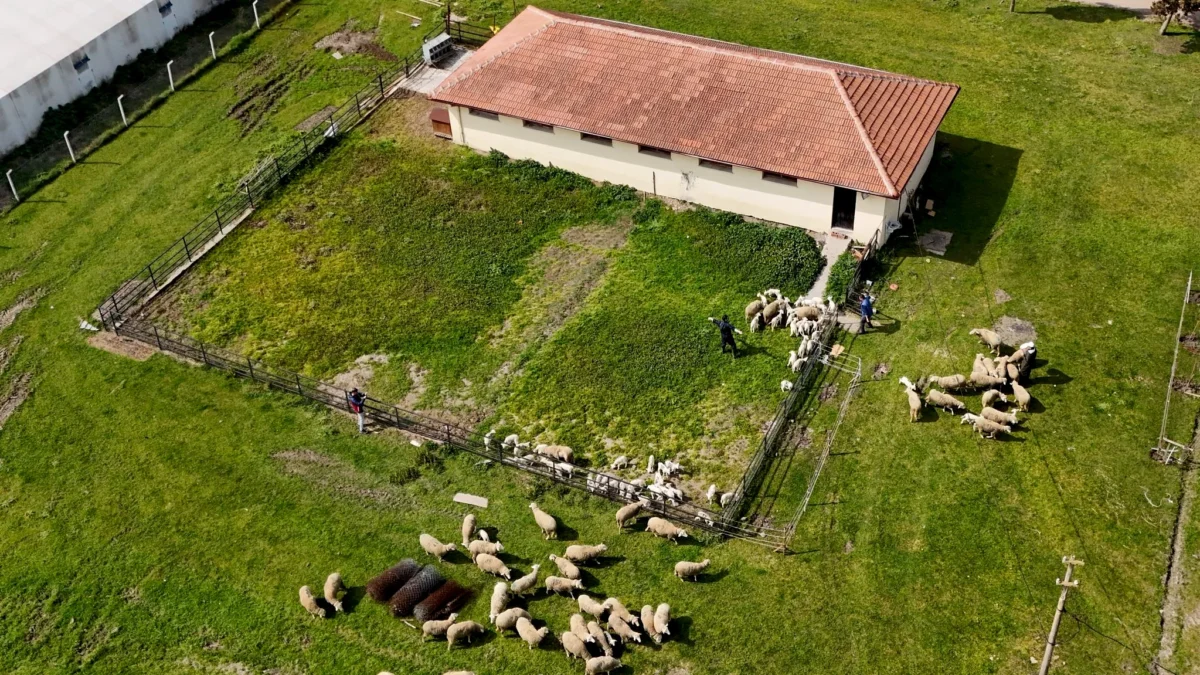BAÜN'de Kurban Bayramı İçin 58 Baş Kurbanlık Satışa Sunuldu