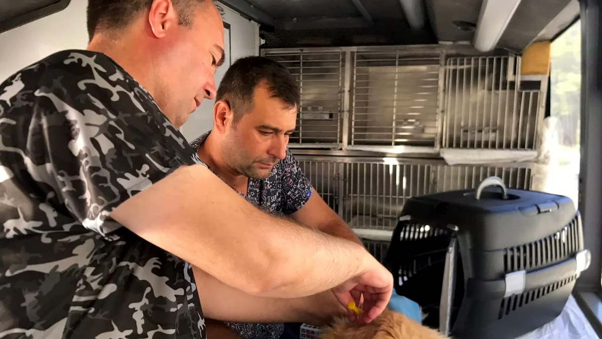 Balıkesir'de Sokak Hayvanlarına Ücretsiz Tedavi: Can Dost Aracı 20 İlçeyi Gezecek