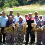 Balıkesir Valisi Sarımsak Hasadına Katıldı