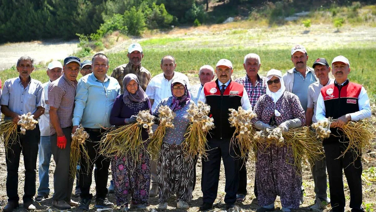 Balıkesir Valisi Sarımsak Hasadına Katıldı
