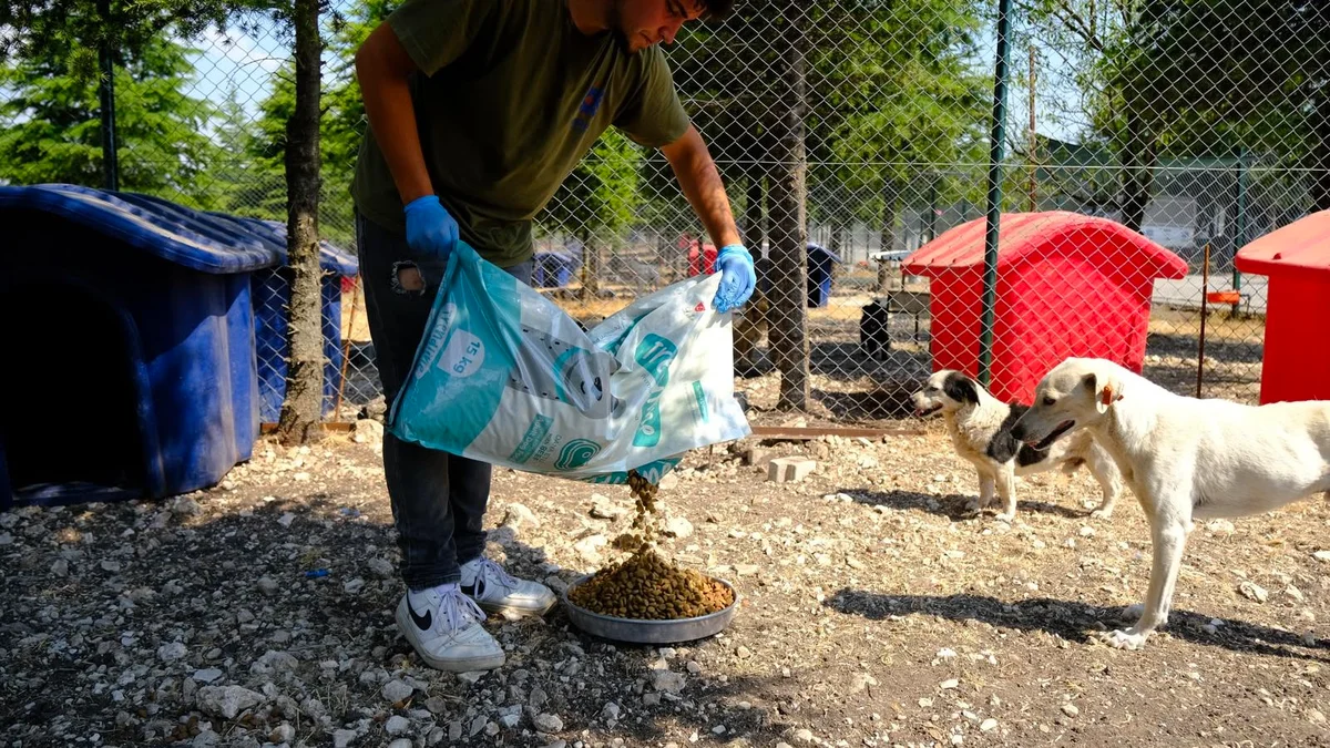 Altıeylül Belediyesi Hayvan Bakımevi'nde 306 Can Dost Bakım Altında