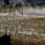 Atlı Okçuluk Şampiyonası Yarı Finali'nde Balıkesir Rüzgârı Esti
